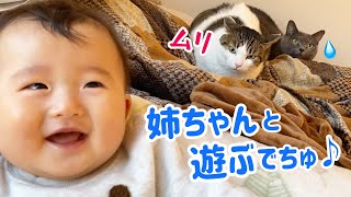 【臆病猫】ビビりながらも赤ちゃんとの距離を縮める‼︎