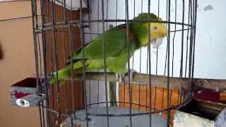 Parrot Rodrigo singing "Las Mañanitas", a traditional Mexican birthday song