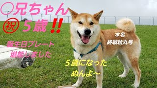 柴犬誕生日❗○兄ちゃん、今日で５歳‼️