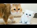 Kitty Coco met  her dad William | So Cute | British Shorthair