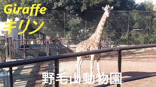 キリン  Giraffe  【野毛山動物園】 『神奈川 観光』