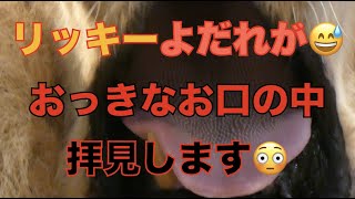 【円山動物園ライオン】リッキーよだれが😅おっきなお口の中拝見します😳