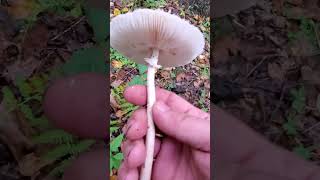 Finding Some Parasol Mushrooms (Macrolepiota procera)