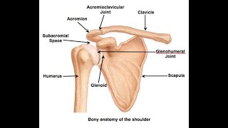 BIO-MECHANICS OF SHOULDER COMPLEX- PART 1