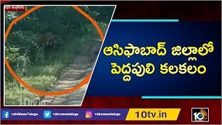 ఆసిఫాబాద్ జిల్లాలో పెద్దపులి కలకలం | Komaram Bheem District | 10TV News