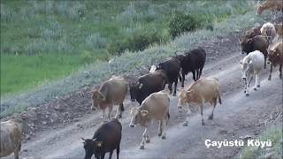 Çayüstü Köyü - Nağırın köye gelişi (özleyenler için)