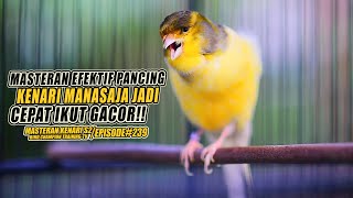 #239 Masteran Suara Burung Kenari Gacor Panjang cuit cuit Ngerol untuk Pancingan Kenari! [S2]
