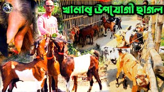 ✅ খামার উপযোগী প্যাকেজে || উন্নত জাতের ছাগল কিনুন || শহিদুল ভাইয়ের ফার্ম থেকে খামার পাথুরিয়া