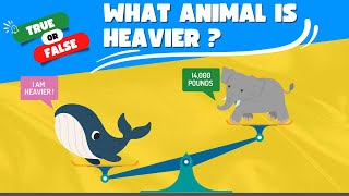 What Animal is Heavier ?  Quiz True or False