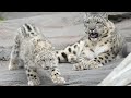 snow leopard cubs to make first public appearance