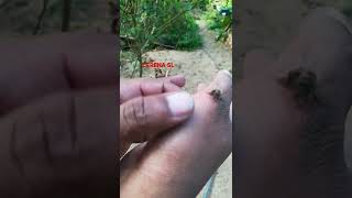 How to remove bee drill #මී මැස්සෙක් විද්දාද? හරියටම විත ඉවත් කරන්නේ කොහොමද? #bee #friend #cerena sl