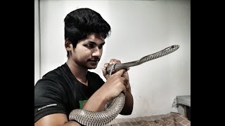 About Rat Snake (দাঁড়াশ সাপ নিয়ে বিস্তারিত)