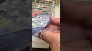 セキセイインコ雛が可愛いすぎる😍