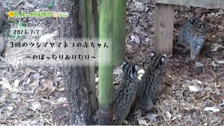 【東山動植物園公式】3頭のツシマヤマネコの赤ちゃん、のぼったりおりたり《 ツシマヤマネコ 》