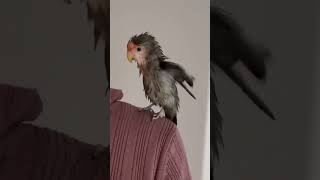 【お風呂上がり#コザクラインコ 】#shorts #short #lovebird #birdlovers #bird #birb #インコ動画 #インコのいる暮らし #インコ