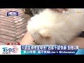 新買愛犬住院！業者：過3日保固 飼主控拒賠