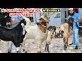 Big Goat’s Series Start FG Goat Farm Full Size Ke Bakre Open Price