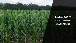 Sweet Corn Garden in Bangladesh Village || বাংলাদেশে ভুট্টার চাষ || Amazing Hybrid Maize Cultivation