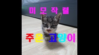 (냥줍일기)고양이 구조 2일차 고양이 모래를 삿어요!!!