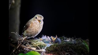 可愛い夜のセキセイインコ赤ちゃんが鳴く！心温まるシーン