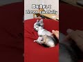 ヨギボーで背伸びしたら声がもれちゃったチワワ chihuahua whose voice leaked when she stretched out shorts