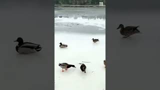 gliding duck 🦆#viralshorts #youtubeshorts #shorts #trending #shortvideo