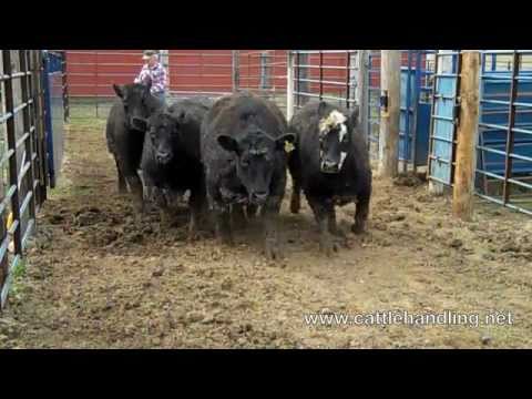 Facility Design Bud Box: Cattle Handling & Stockmanship Facility Design Bud Box: Cattle Handling & Stockmanship
