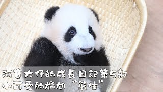 阿寶大仔的成長日記第5部 小可愛的尷尬“熊生” | iPanda熊貓頻道