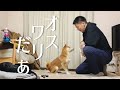 柴犬こむぎと朝６時に約束した事【あるじのステップ】