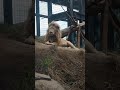 雲と月●㉛ホワイトライオン・白獅子・セラムくん・リズムちゃん★white_lion・・・沖縄こどもの国・okinawa zoo u0026 museum 20211023