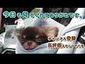 子犬のチワワとうさぎ。初顔合わせで想定外のあいさつに！