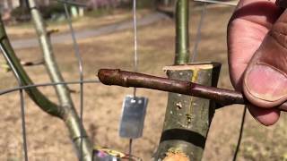 Grafting onto an old pear tree that doesn’t fruit.