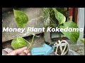 How to make Money Plant Kokedama #kokedama #gardening