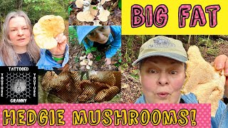 🔥Hedgehog Mushrooms - Hydnum 2023🔥Hunt white oak trees, #mushroomhunting, #hedgehog, #foraging