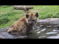 ブチハイエナ愛 in 天王寺動物園