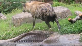 ブチハイエナ愛 in 天王寺動物園