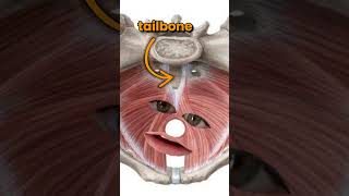 Is This Causing Your Tailbone Pain? 🤔