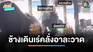 ช้างเครียดถูกพาเดินเร่ขายอาหาร พุ่งชนคน-พังร้านชำเละ | เช้านี้ที่หมอชิต