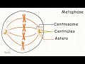 mitosis and cytokinesis in animal cell