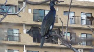 鶴見川でカワウが木にとまっている２