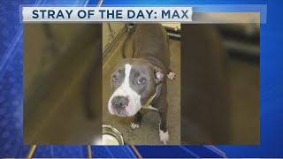 Stray of the Day: Max