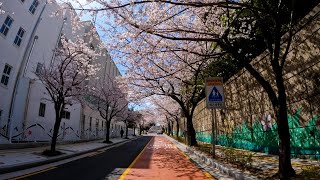 [4k] Cherry Blossoms Clear Day Downtown Ambience Driving | 7