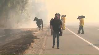 Sorprendente...Caballo rescatado de incendio se regresa por su familia