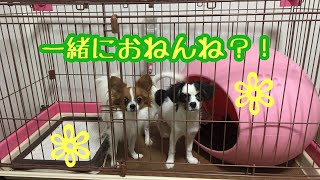 【パピヨン🐶ベルトマトちゃん】先住犬と2代目が初めて一緒に寝る？！