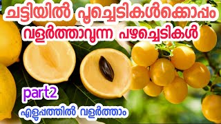 ചട്ടിയിൽ വളർത്താൻ പറ്റിയ പഴച്ചെടികൾ|part 2|fruit trees in malayalam|fruit trees grow in container