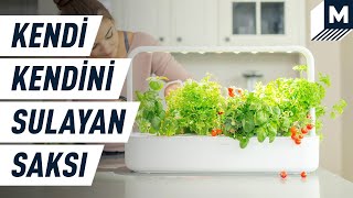 Tatildeyken evdeki bitkilerinizi düşünmeyin | Bu akıllı saksı sizin yerinize bitkilerinizi suluyor