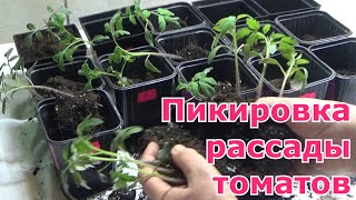 Пикировка рассады томатов в стаканчики. Подробно, пошагово. Какие действия после пикировки помидоров