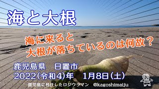 海と大根　鹿児島県　日置市　2022（令和4）年　1月8日（土）