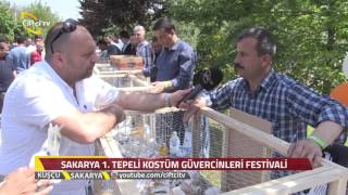 Kuşçu - Sakarya 1.Tepeli Kostüm Güvercinleri Festivali