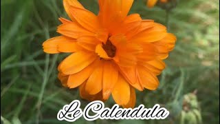 Le calendula-le souci officinal (vertus, bienfaits)